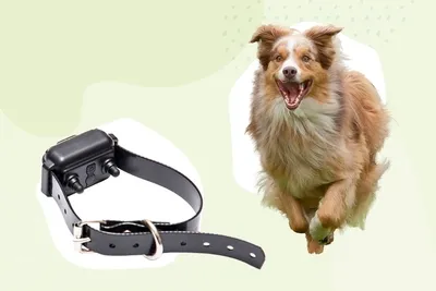dog and invisible fence collar