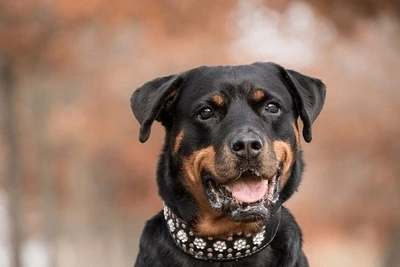 Dog wearing a studded collar