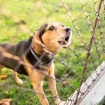 Is an Electric Fence Cheaper than a Regular Dog Fence?