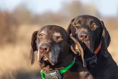 2 dogs wearing invisible fence collars