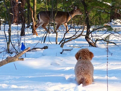 dog staying in an invisible fence with a deer outside