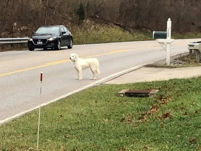 Dog wandering into a highway