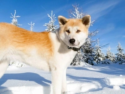 Dog standing in the snow