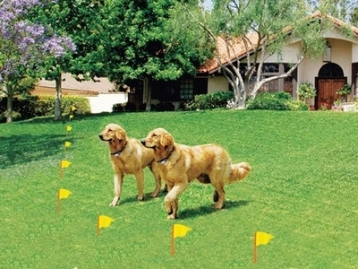 2 dogs inside a wireless fence boundary