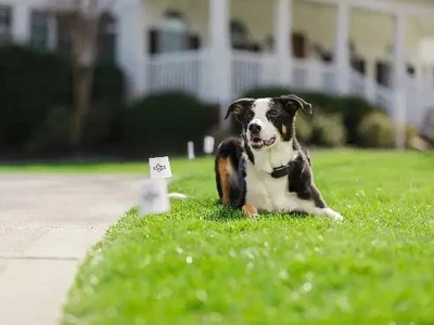 Dog inside a wireless fence boundary