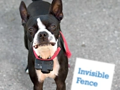 Dog wearing an invisible fence collar receiver