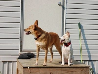 two dogs with invisible fence collars