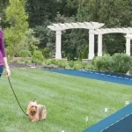 How Close Can a Dog Get to an Invisible Fence?