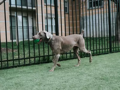 can a dog jump over an invisible fence