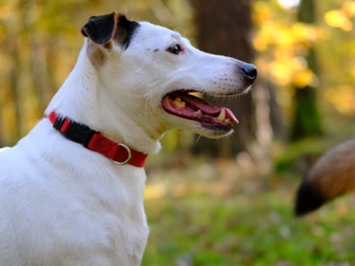 Dog with a new wireless collar