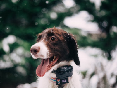 Dog wearing a regular collar and a receiver collar