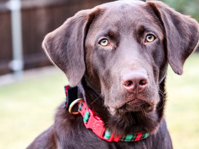 Dog wearing a tartan collar