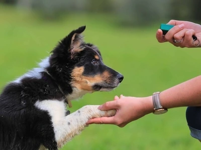Boundary Training Using a Clicker