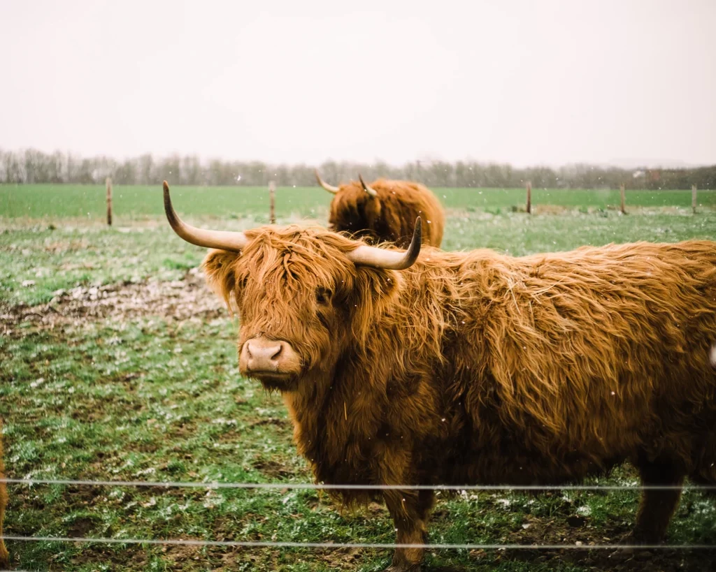 livestock inside a fence