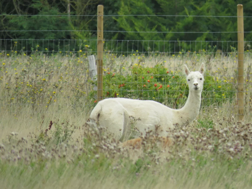 llama in a field