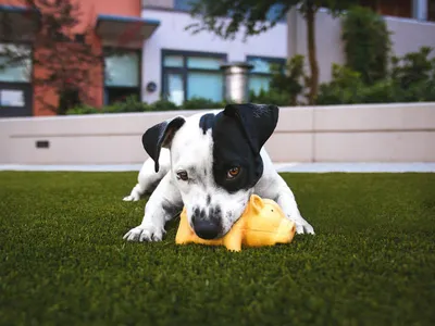 Puppy playing outdoors with a toy