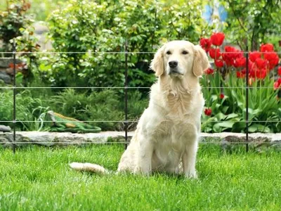 Dog sitting by an electric fence