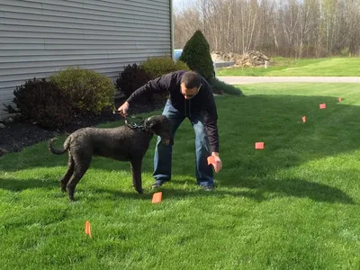 Man training a dog with invisible fence flags