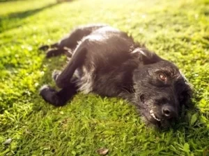 What Are The Best Ways To Keep A Dog In The Yard