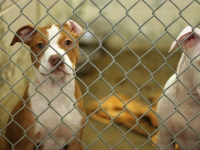 dogs in an animal shelter