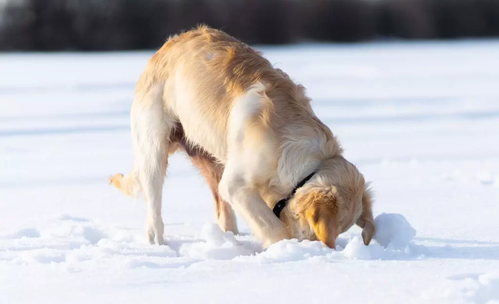dog digging in snow
