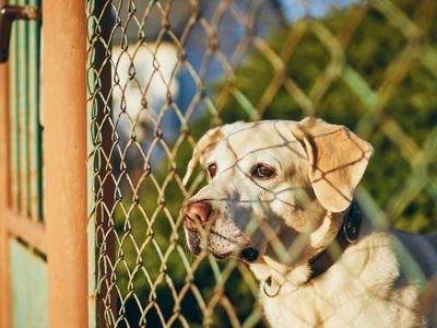 Without proper training, your dog may fear its fence.