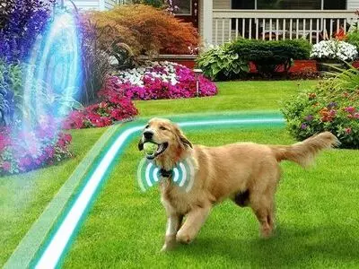 Do Wireless Dog Fences Interfere With WIFI