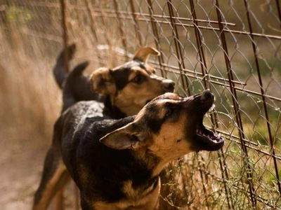 Electric Dog Fence Kill a Dog