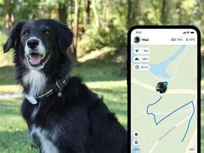 How Does a GPS Dog Fence Work