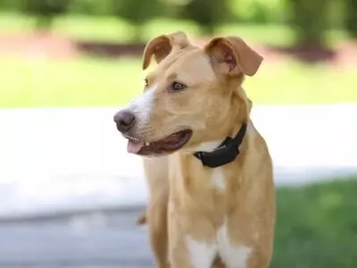 Dog wearing an e-collar