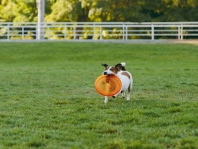 How To Train Your Dog Using Dog Fence Flags