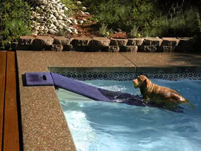 How to Dog Proof Your Pool
