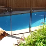 How to Keep Your Dog Out of the Pool