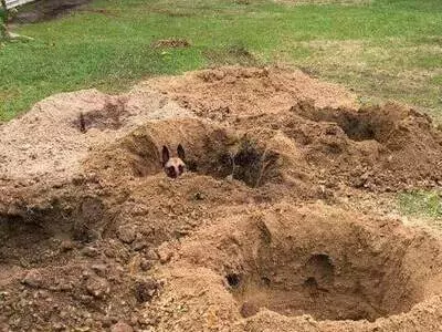 How to Test an Underground Dog Fence Using a Multimeter