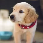 Should You Leave A Shock Collar On A Puppy