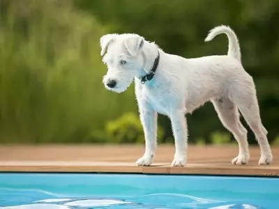 The Dangers of Pools for Your Pets