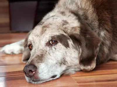 Dogs lick wounds to relieve pain and clean the injury