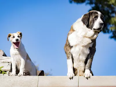 What To Consider When Choosing A Wireless Dog Fence