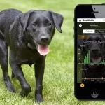 Are GPS dog fences effective