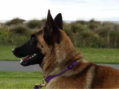 Can GPS Dog Collars Make Dogs Sick?