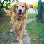 Can GPS Dog Collars Make Dogs Sick