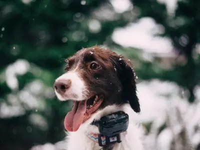GPS trackers are a great option for dogs that often explore.