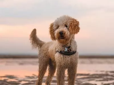 Goldendoodle on the beach.