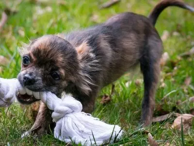 Overbreeding has contributed to the number of chihuahuas found in dog shelters.