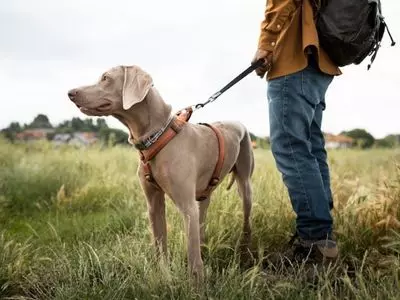 Consider how far your dog may be able to travel from home, and the terrain you live on.