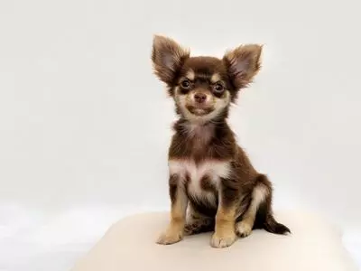 Volunteering at your local animal shelter can give shelter chihuahuas a better quality of life.