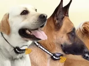 radius shock collar for dogs