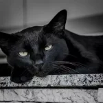 Why Are There So Many Black Cats In Shelters?