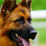 Why Are There So Many German Shepherds In Shelters?