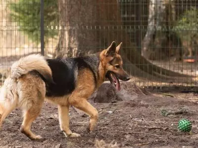 German Shepherds thrive in an environment that requires mental and physical activity.